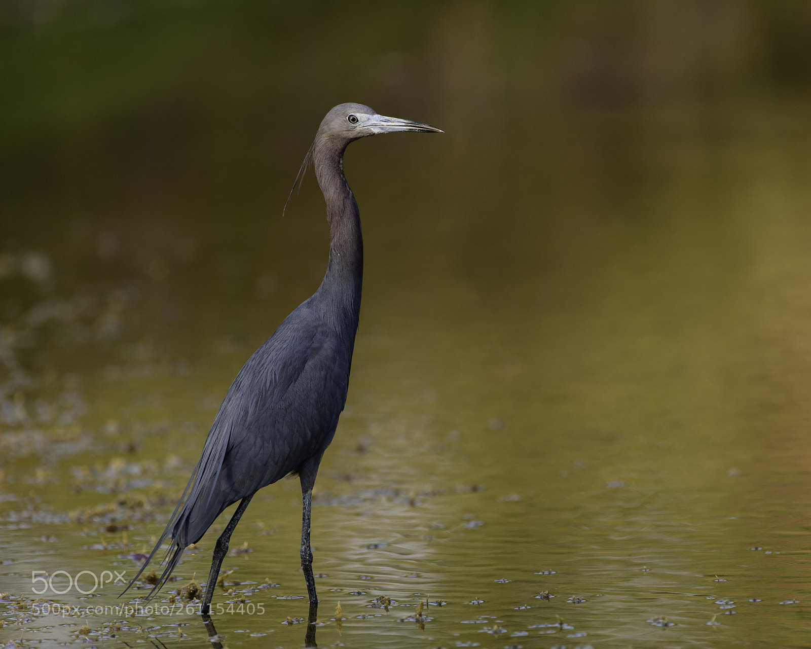 Nikon D850 sample photo. Little blue two photography