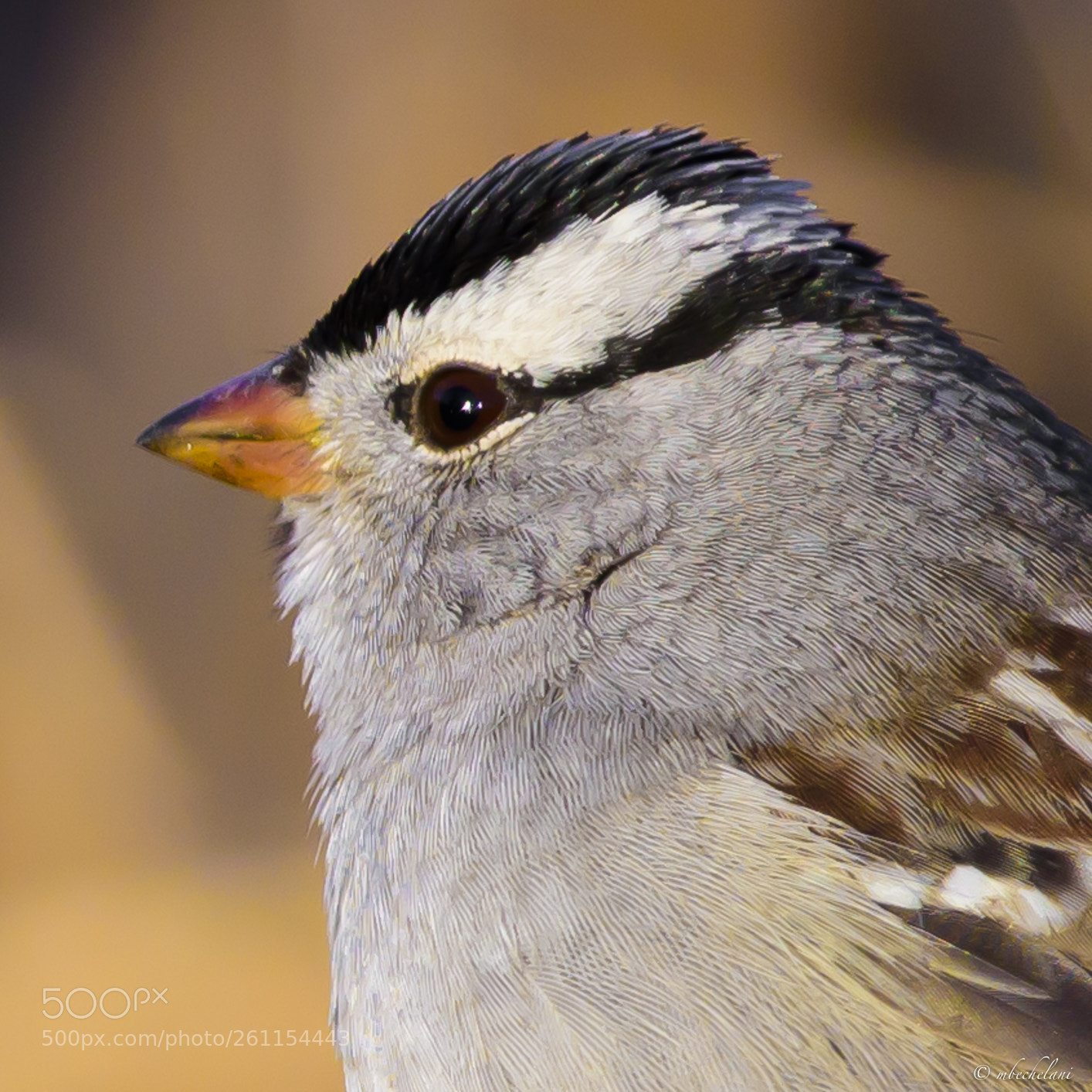 Nikon D810 sample photo. Mbs_3157-2.jpg photography