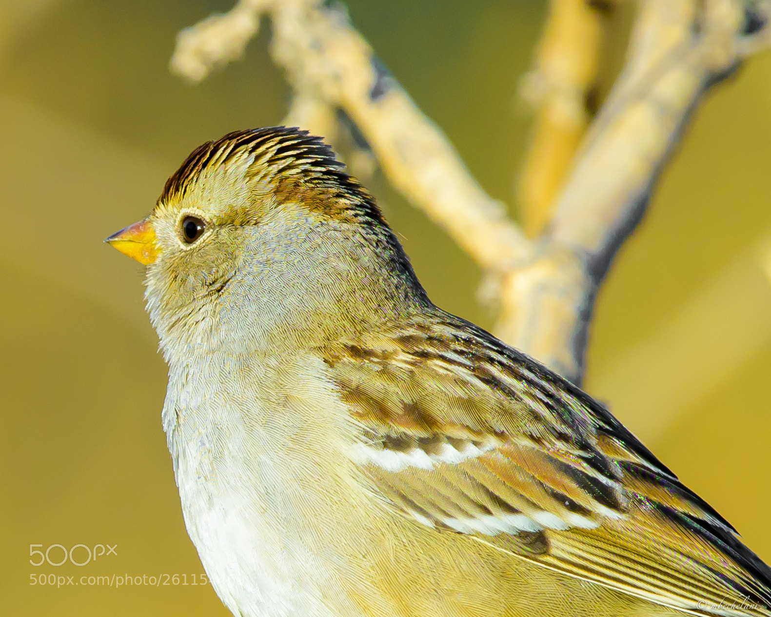 Nikon D810 sample photo. Mbs_3172-2.jpg photography