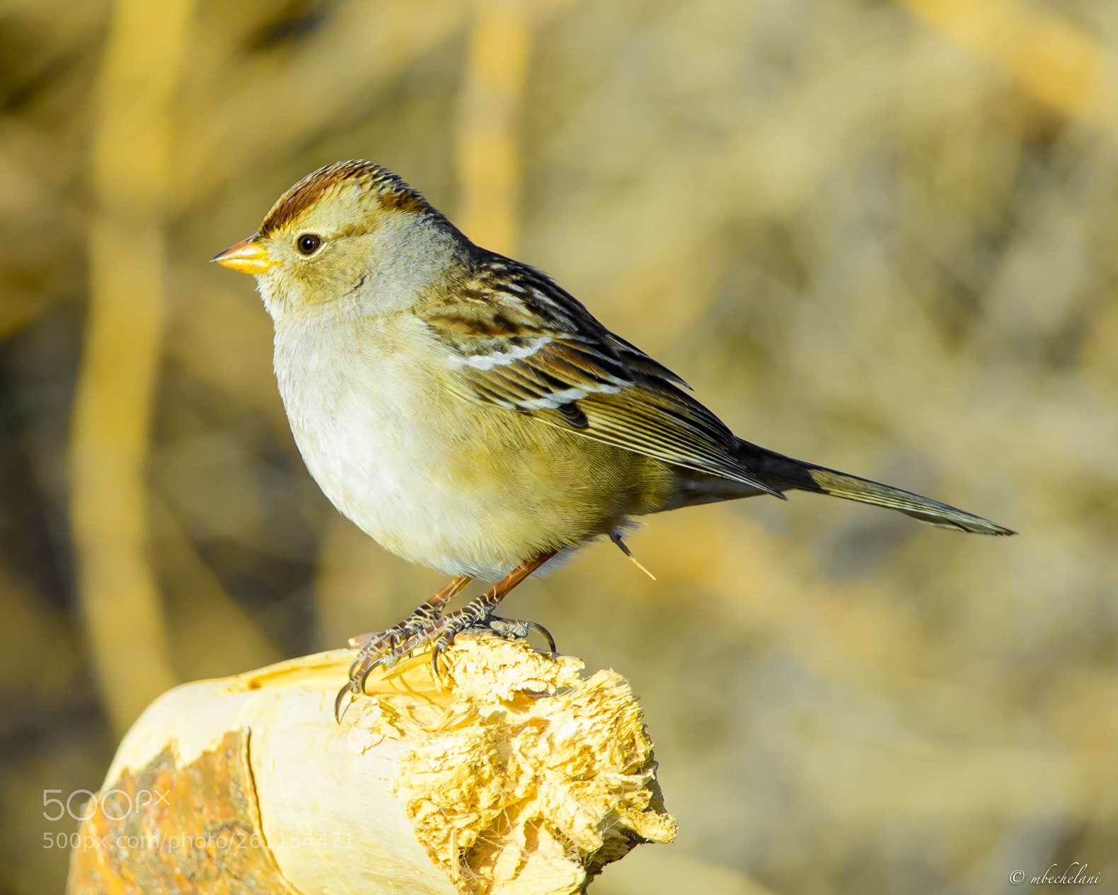 Nikon D810 sample photo. Mbs_3175-2.jpg photography