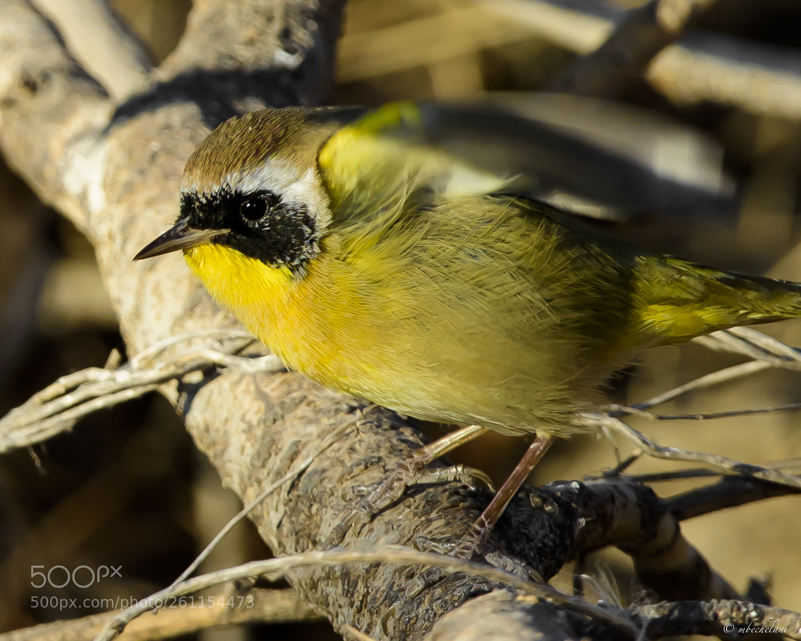 Nikon D810 sample photo. Mbs_3178-2.jpg photography