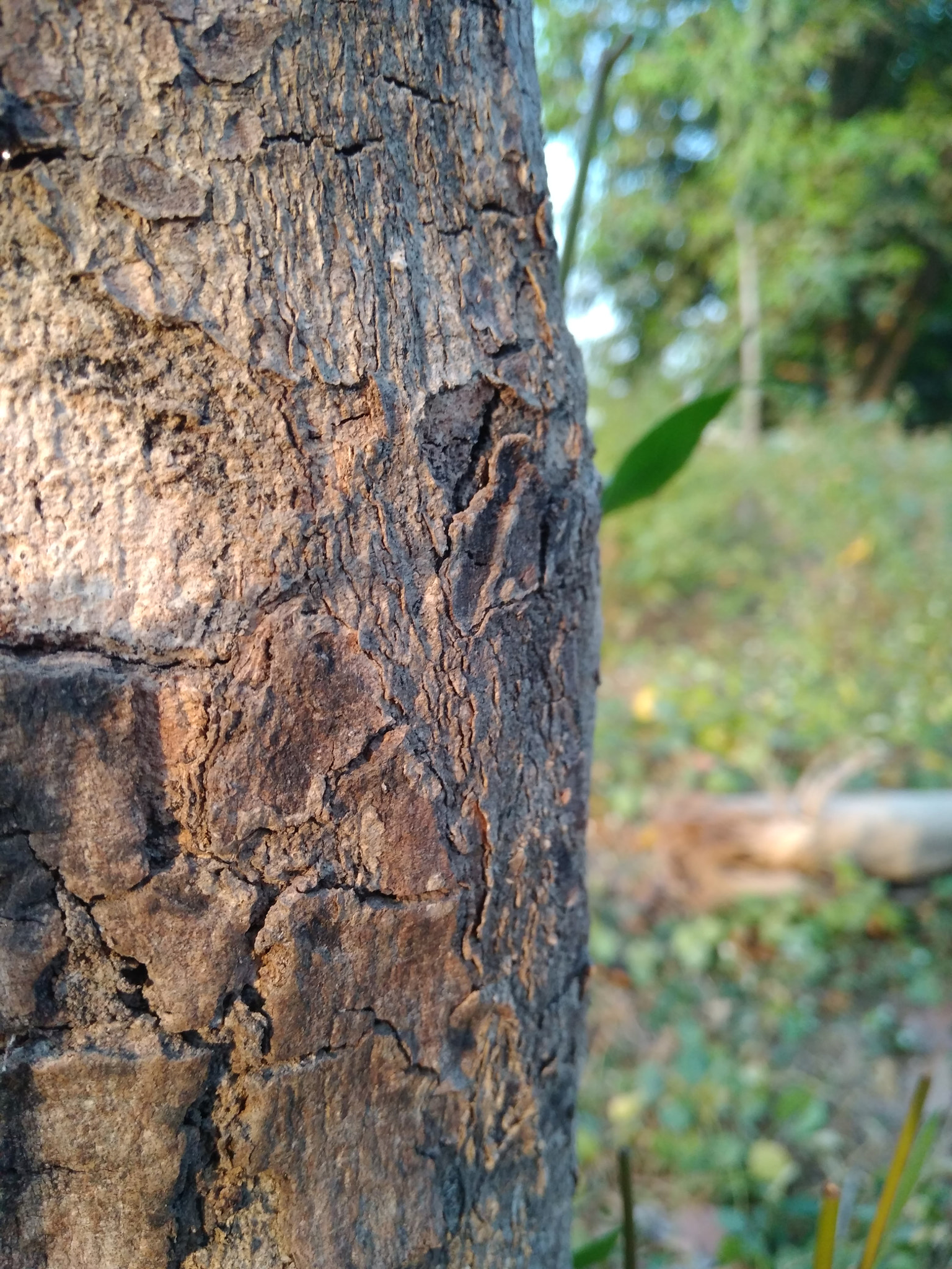 Xiaomi Redmi 4 Pro sample photo