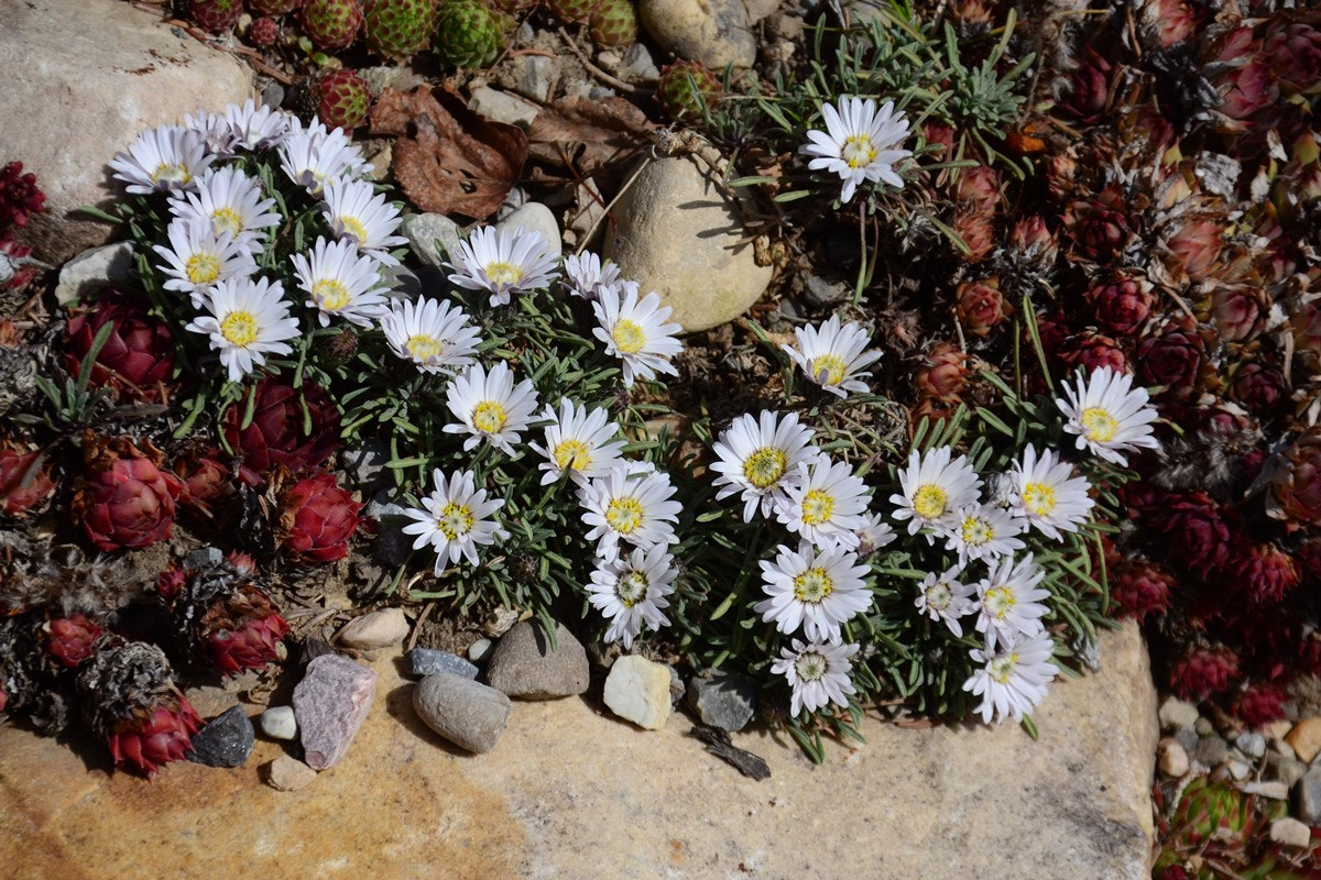 Sigma 18-200mm F3.5-6.3 DC OS HSM sample photo. Townsendia leptotes and sempervivums photography