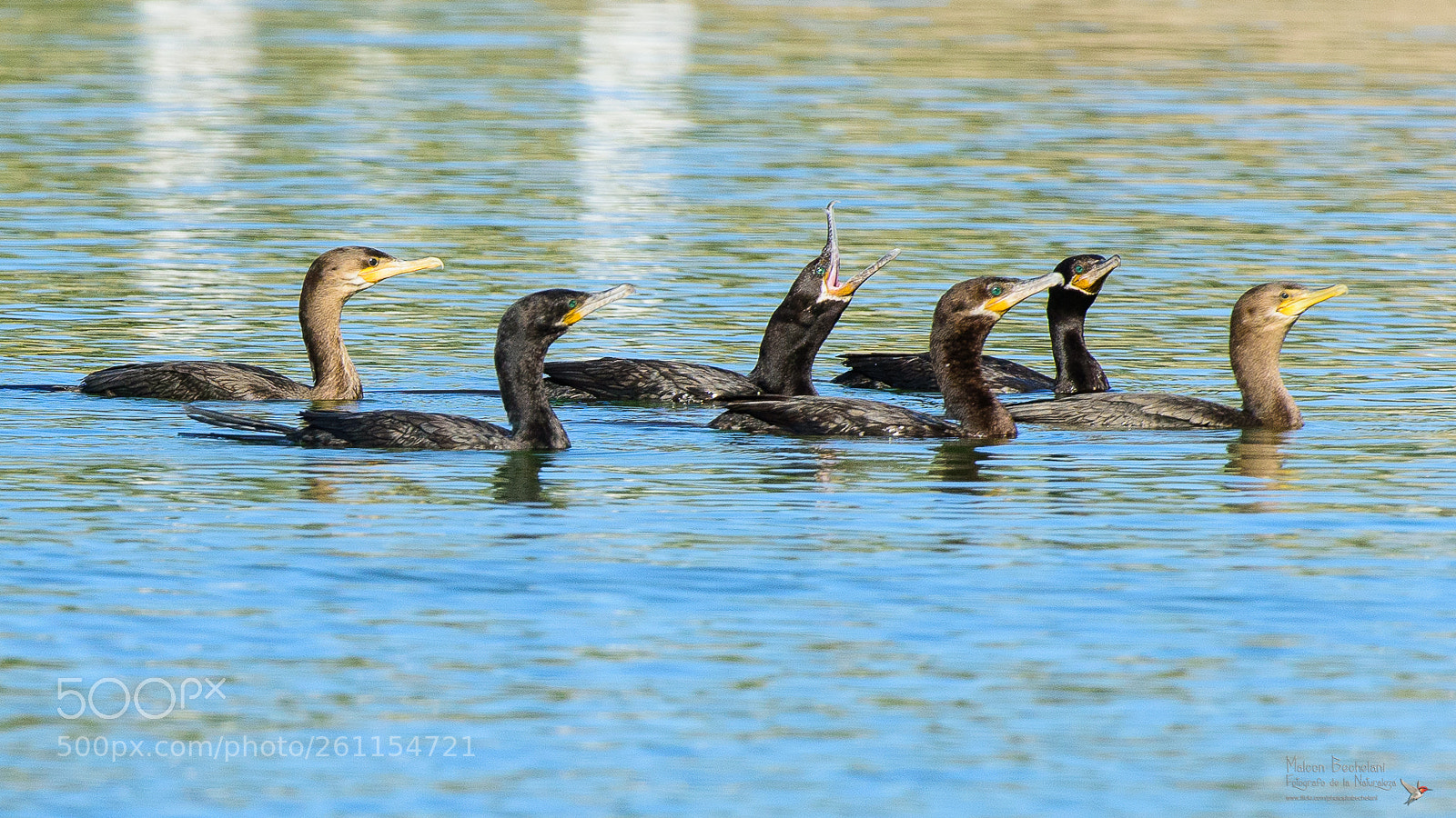 Nikon D810 sample photo. Mbs photography