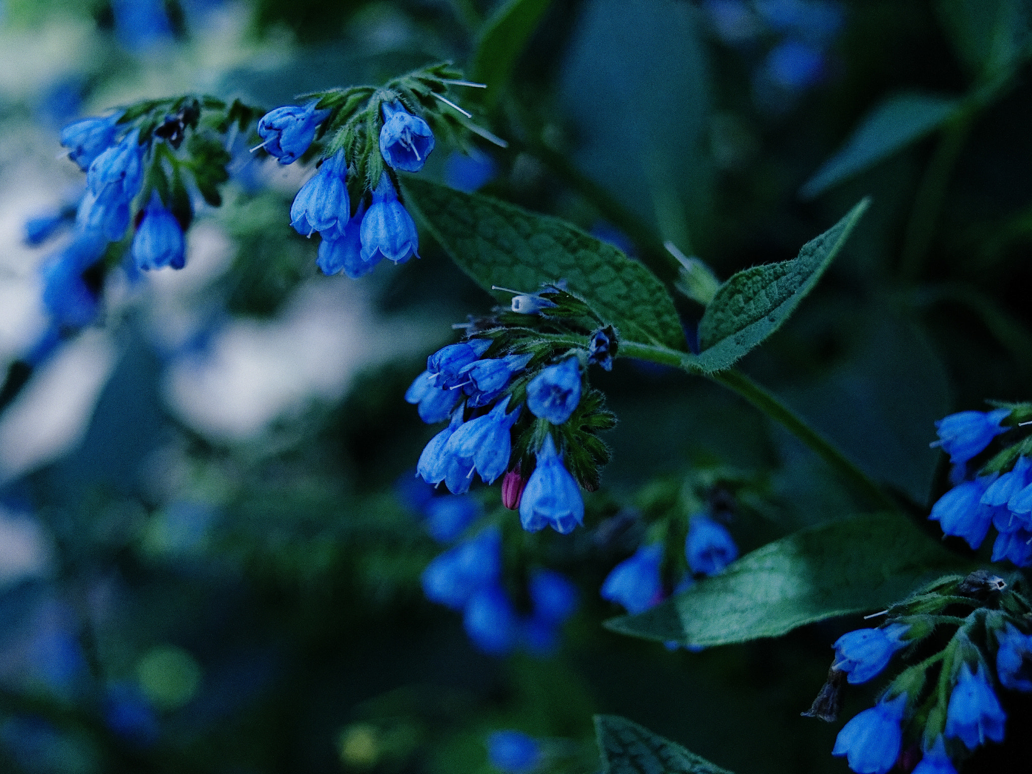 Minolta AF 35-70mm F4 sample photo. Blue photography