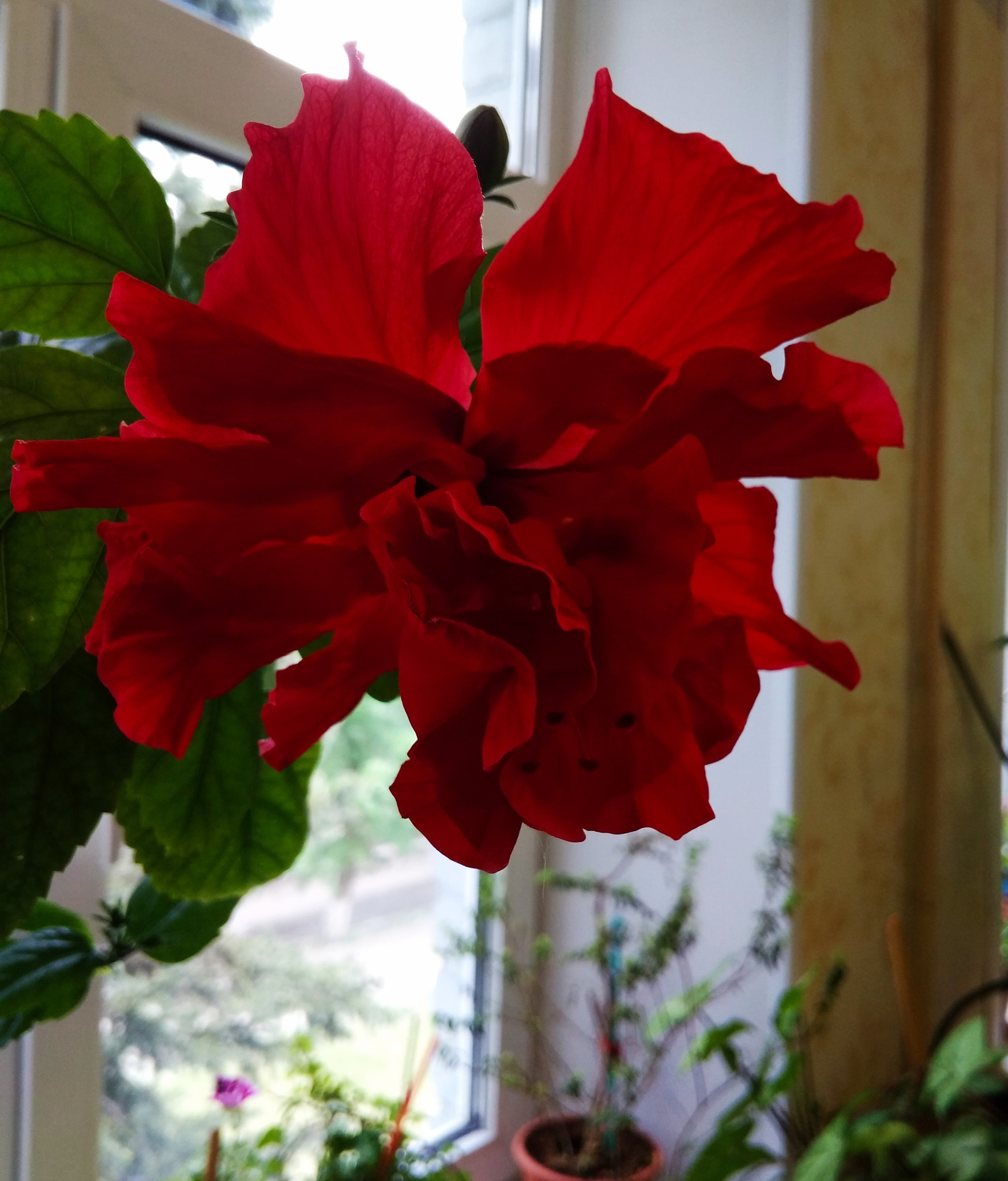 Xiaomi Redmi 4A sample photo. Red flower photography