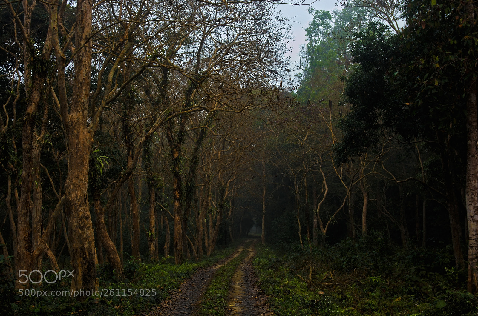 Nikon D5200 sample photo. Footpath in a forest photography