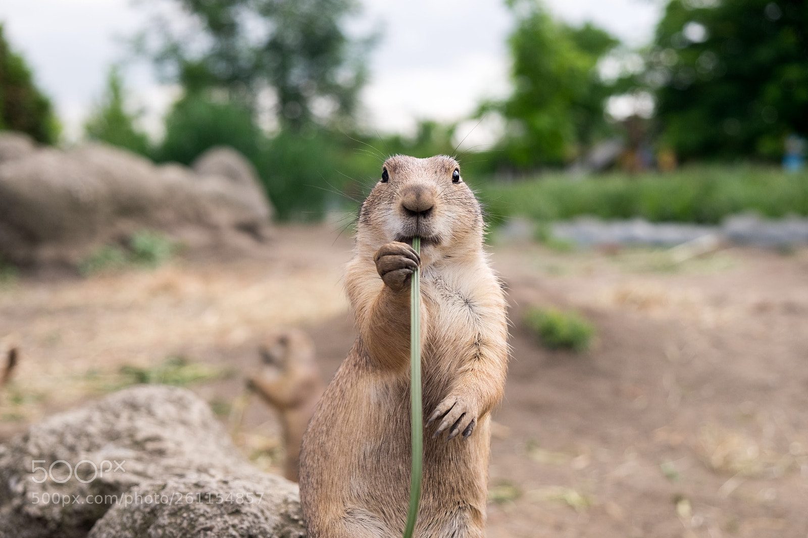 Fujifilm X-T10 sample photo. Prairie dog photography