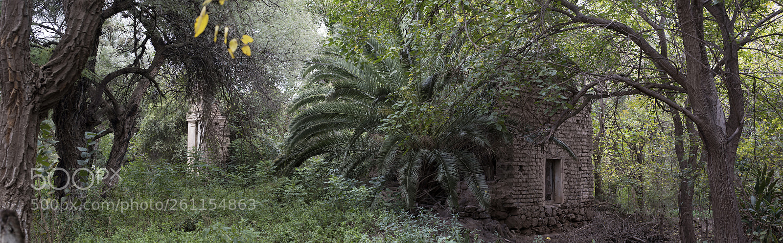 Nikon D810 sample photo. El paso verde del photography