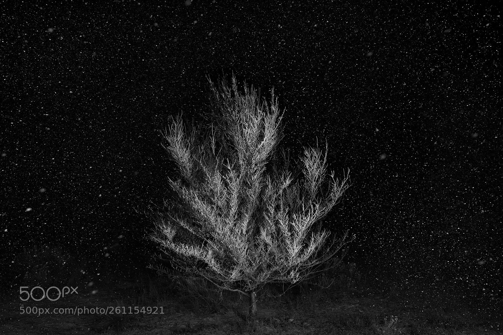 Canon EOS 5DS R sample photo. Ice tree photography