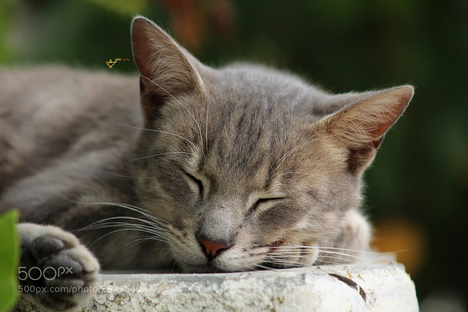 Canon EOS 1200D (EOS Rebel T5 / EOS Kiss X70 / EOS Hi) sample photo. Cat <3 photography