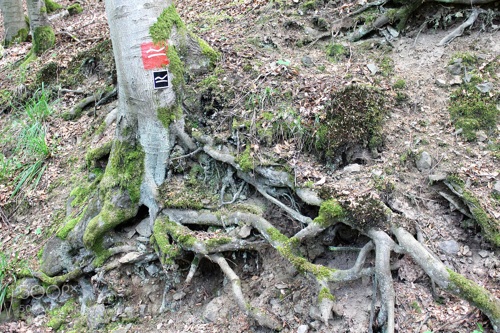 Canon EOS 700D (EOS Rebel T5i / EOS Kiss X7i) sample photo. Wurzeln  im wald photography