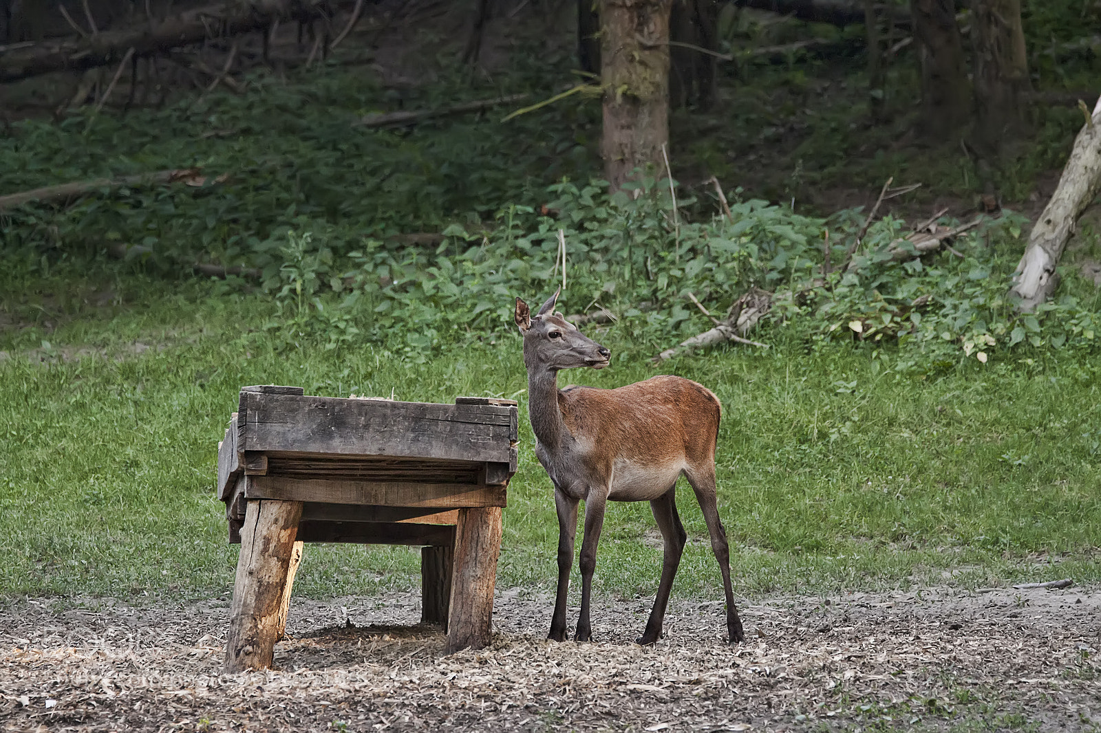 Canon EOS 50D sample photo. Young red deer photography