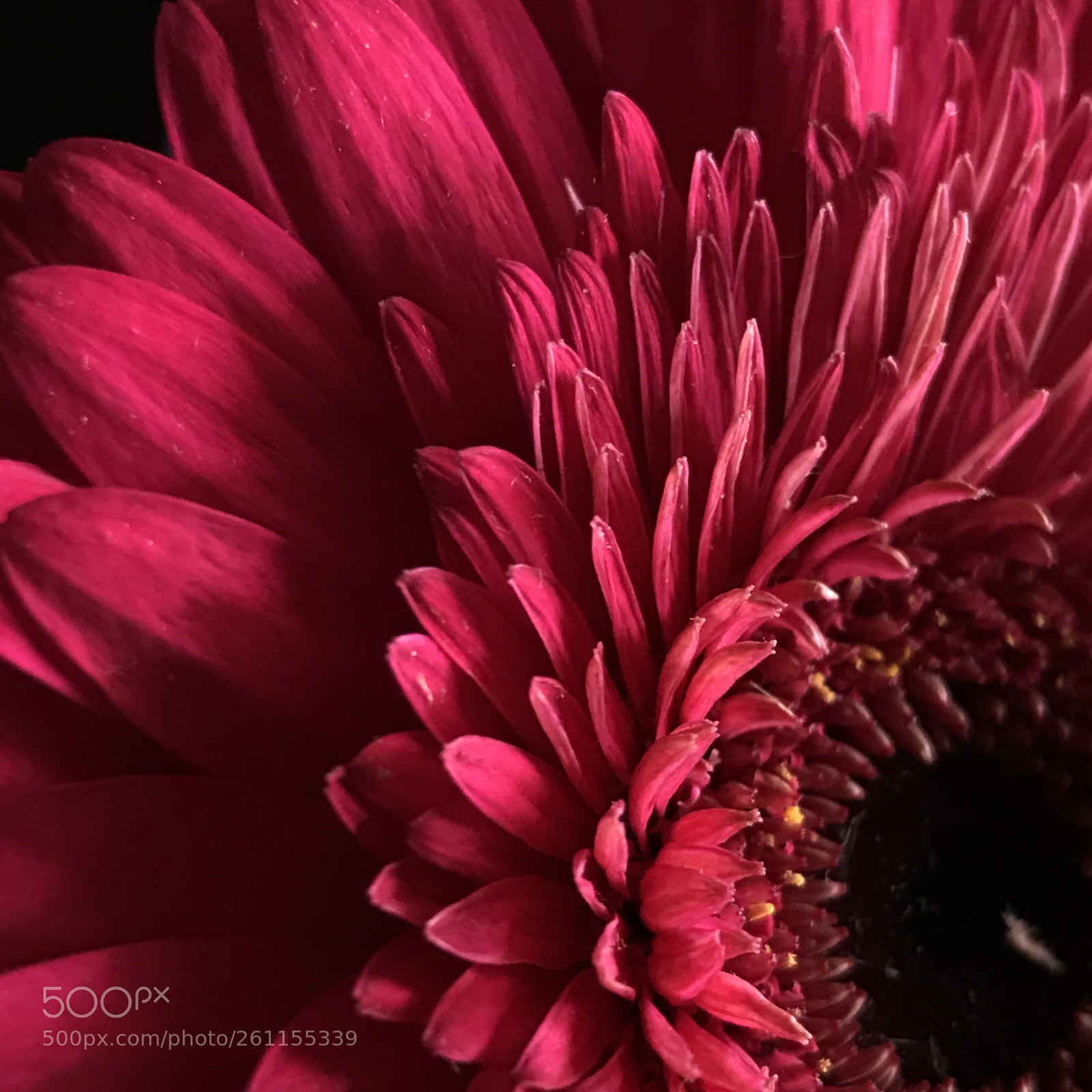 Apple iPhone 7 Plus sample photo. Red daisy macro photography