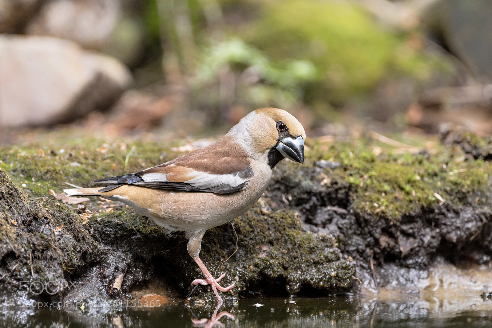 Pentax K-1 sample photo. The hawfinch photography