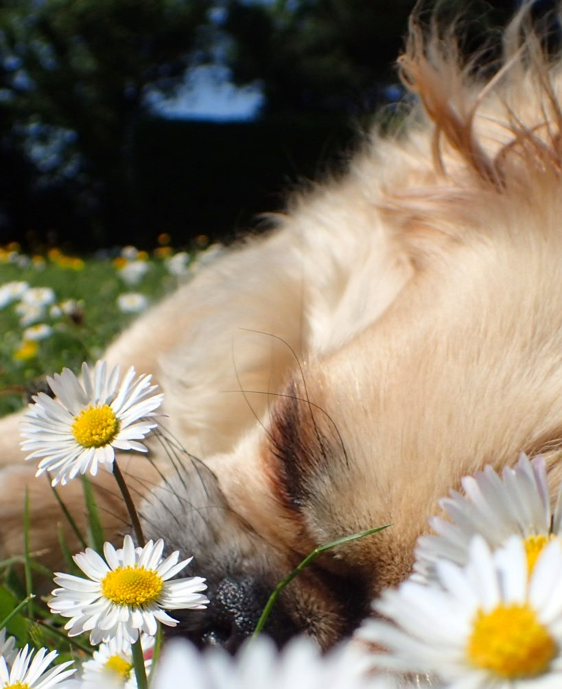 Olympus TG-4 sample photo. It's a dog's life photography