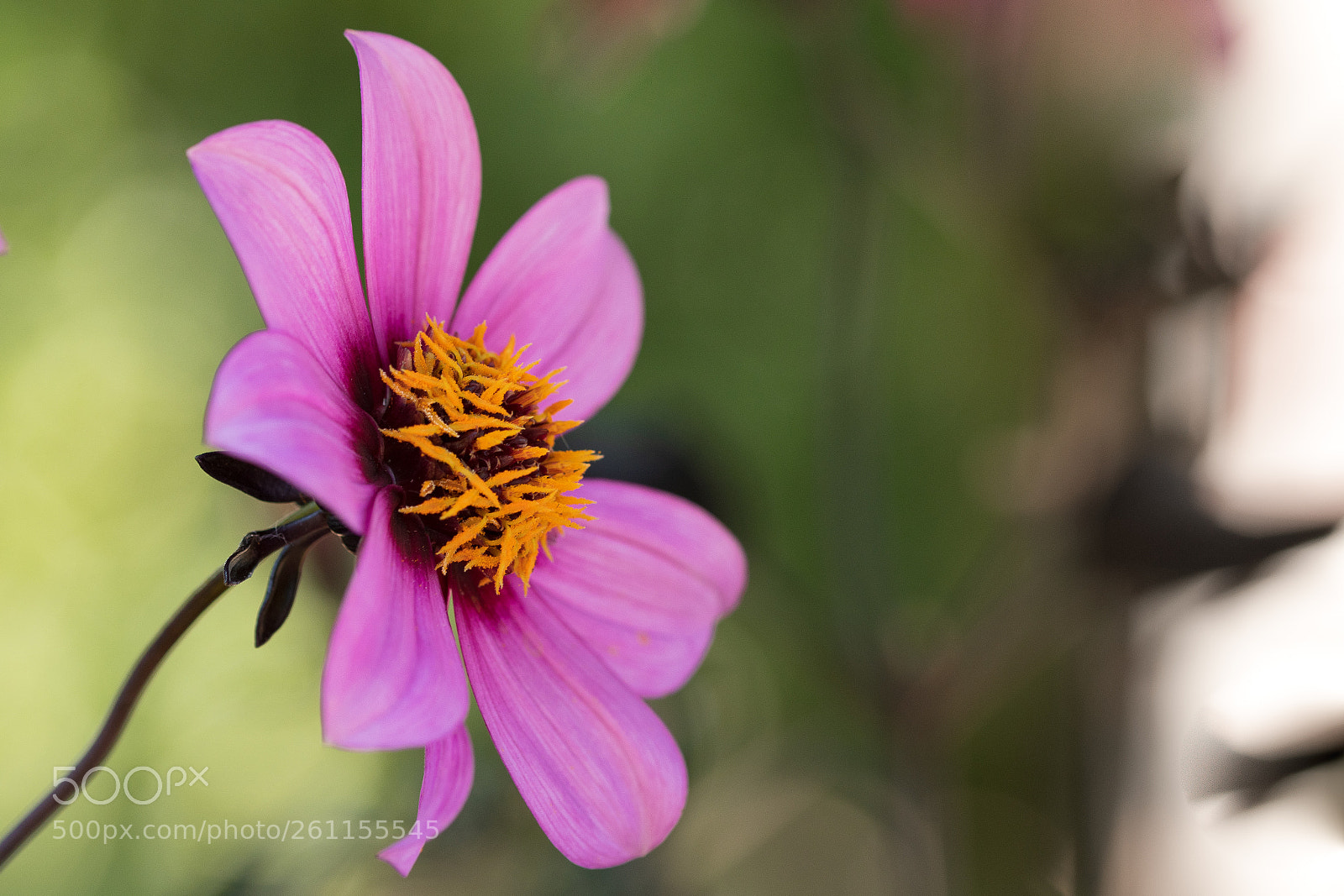 Nikon D500 sample photo. Those who fly solo photography