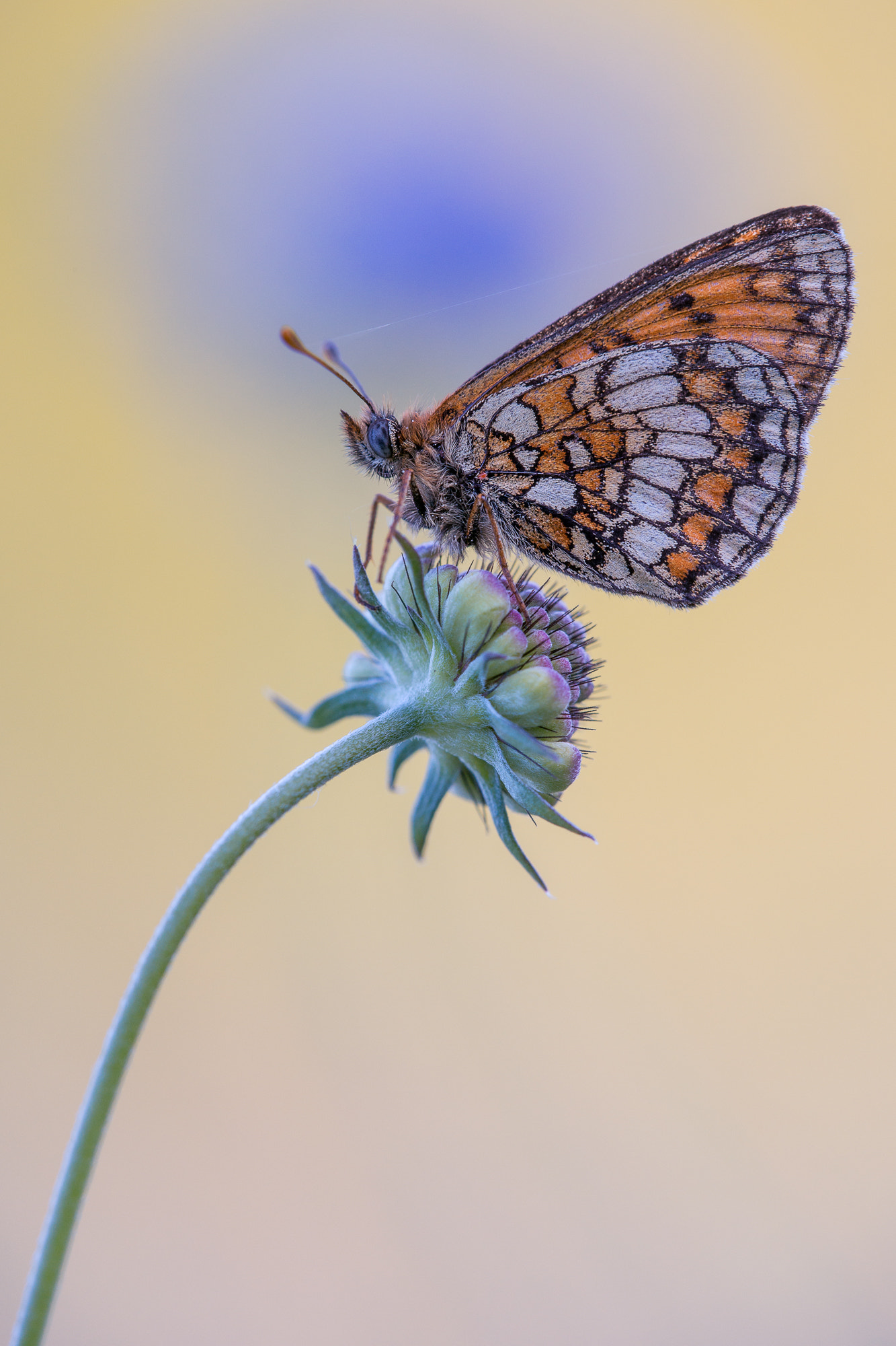 Sony a99 II sample photo. Melitaea photography