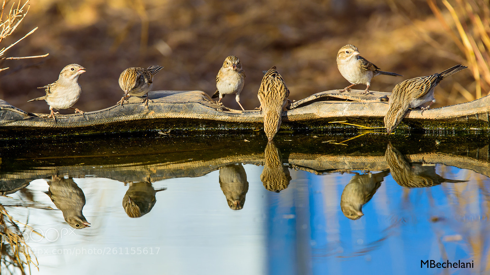 Nikon D810 sample photo. Mbs photography