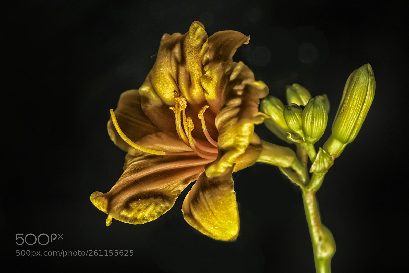 Nikon D810 sample photo. In the sadows of photography