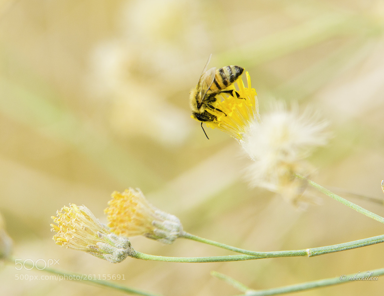Nikon D810 sample photo. Mbs photography