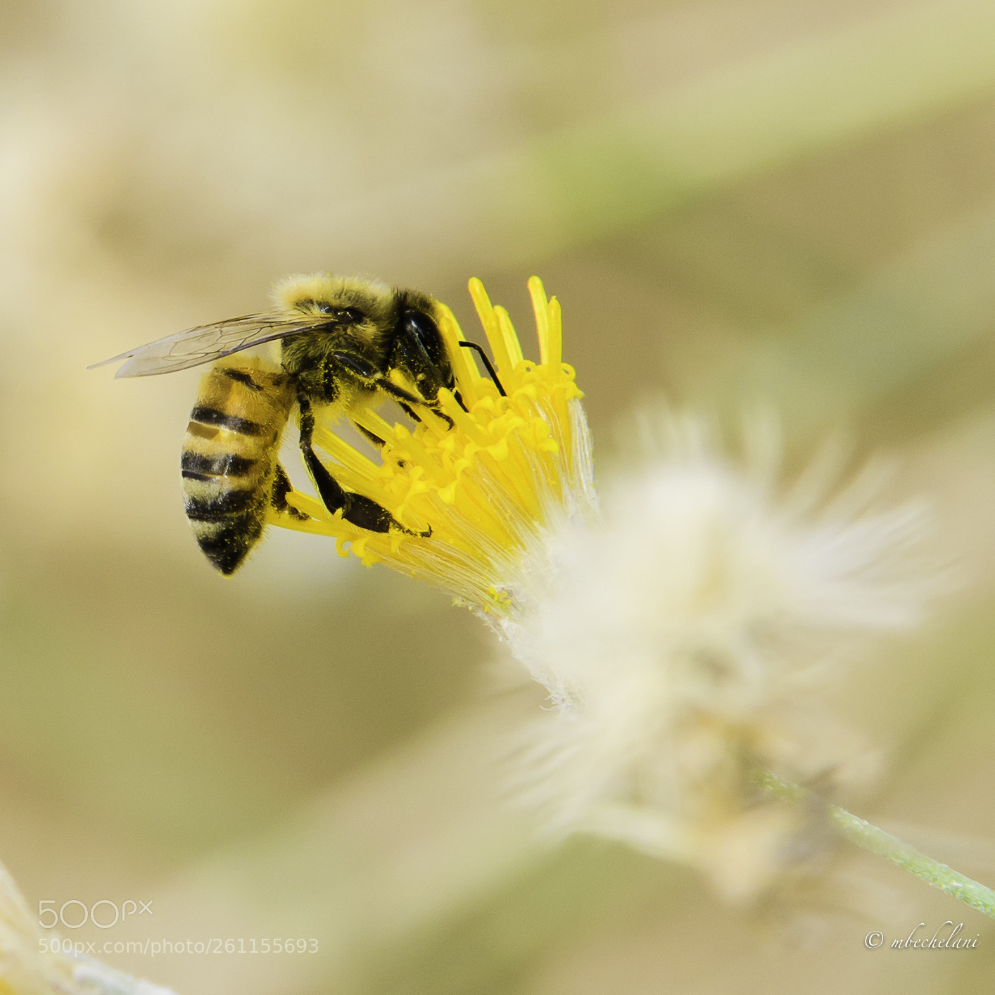 Nikon D810 sample photo. Mbs photography