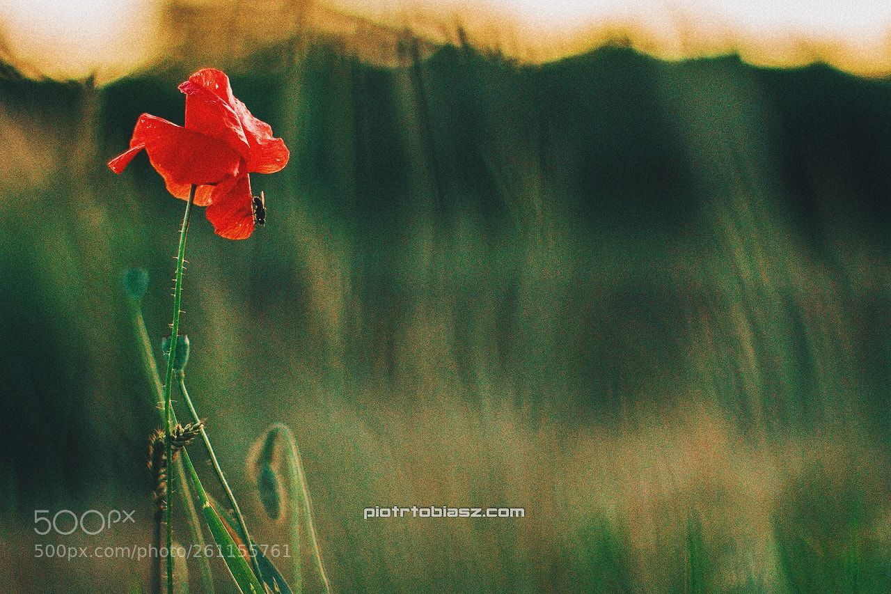 Canon EOS 7D sample photo. Red. photography