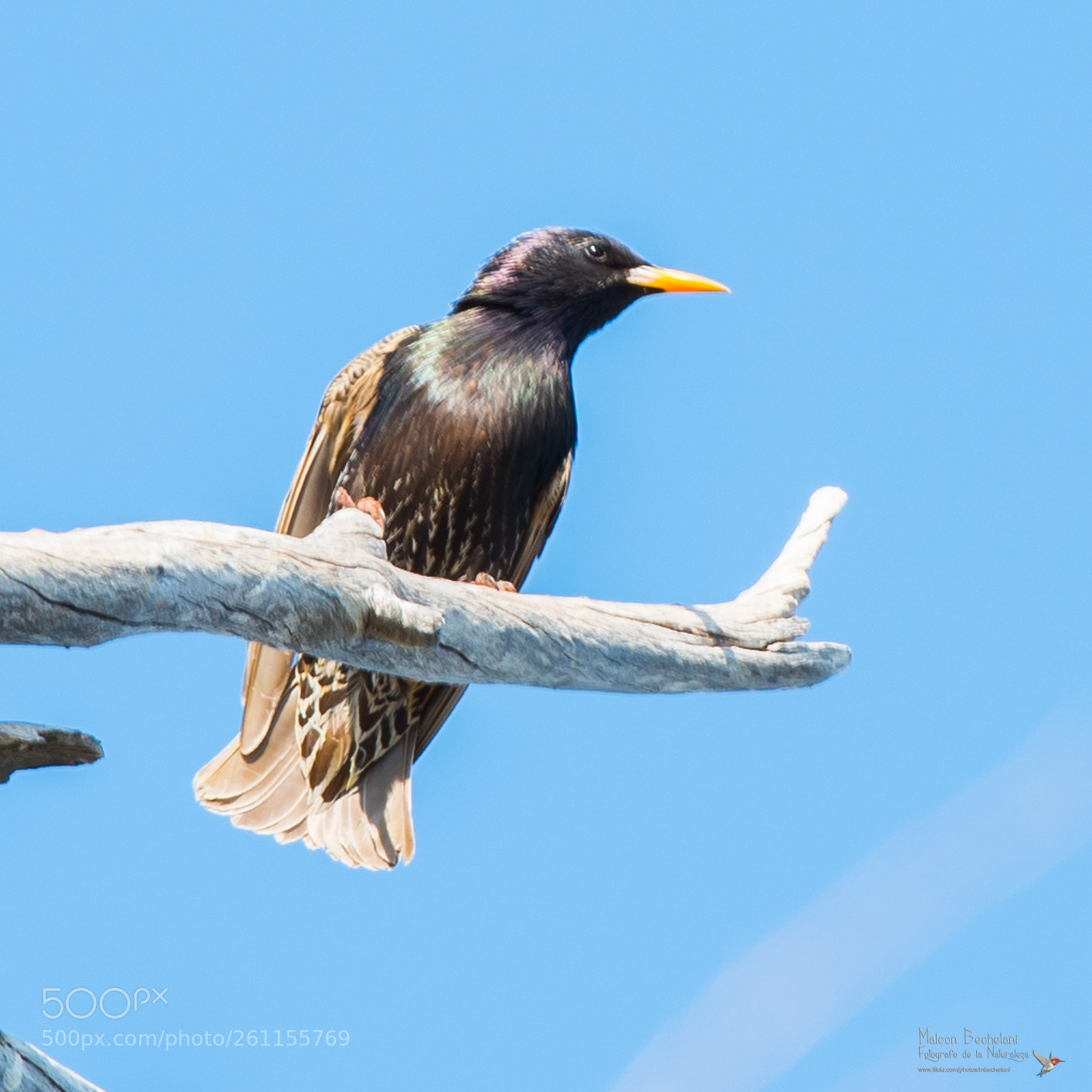 Nikon D810 sample photo. Mbs photography