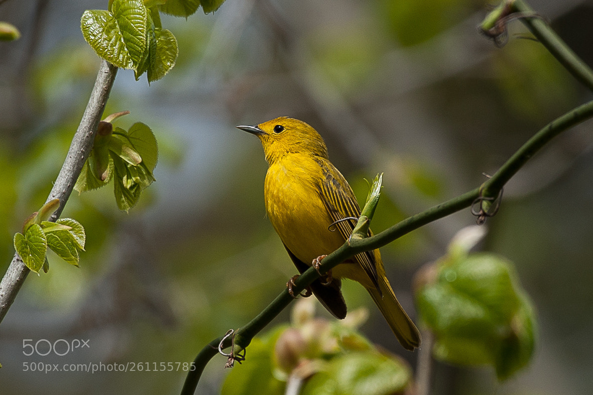 Nikon D700 sample photo. Yellow warbler photography