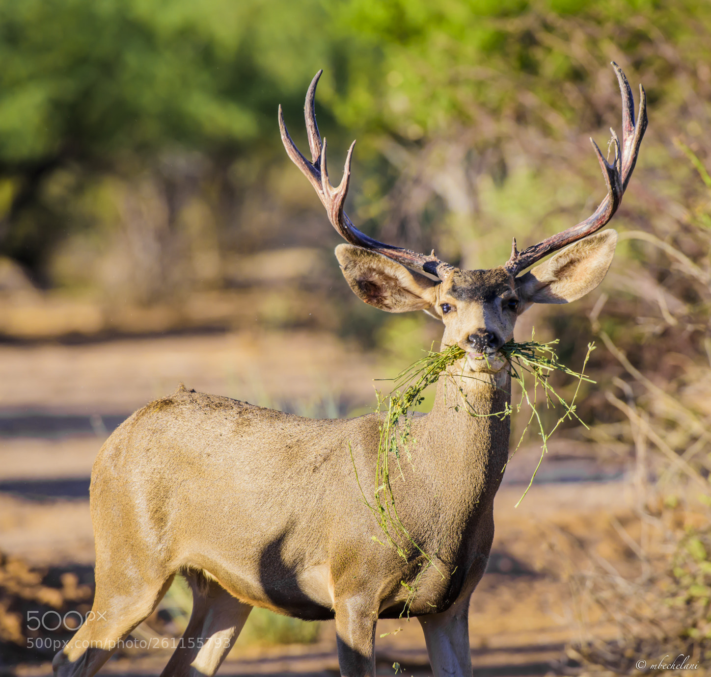 Nikon D810 sample photo. Mbs photography