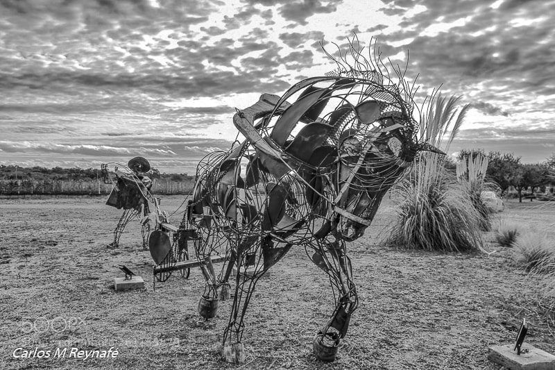 Nikon D7200 sample photo. Labrando el viñedo photography