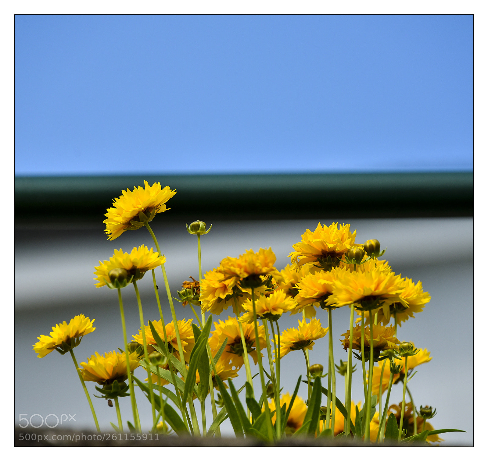 Nikon D810 sample photo. R photography