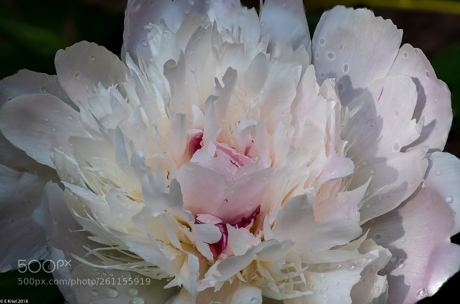 Nikon D810 sample photo. Peonies blooming photography