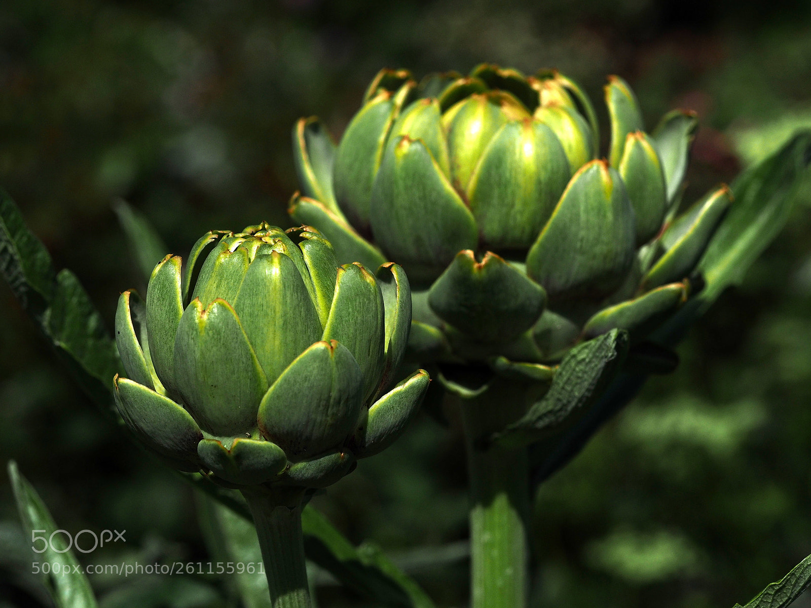 Olympus OM-D E-M1 sample photo. Artichoke's bud photography