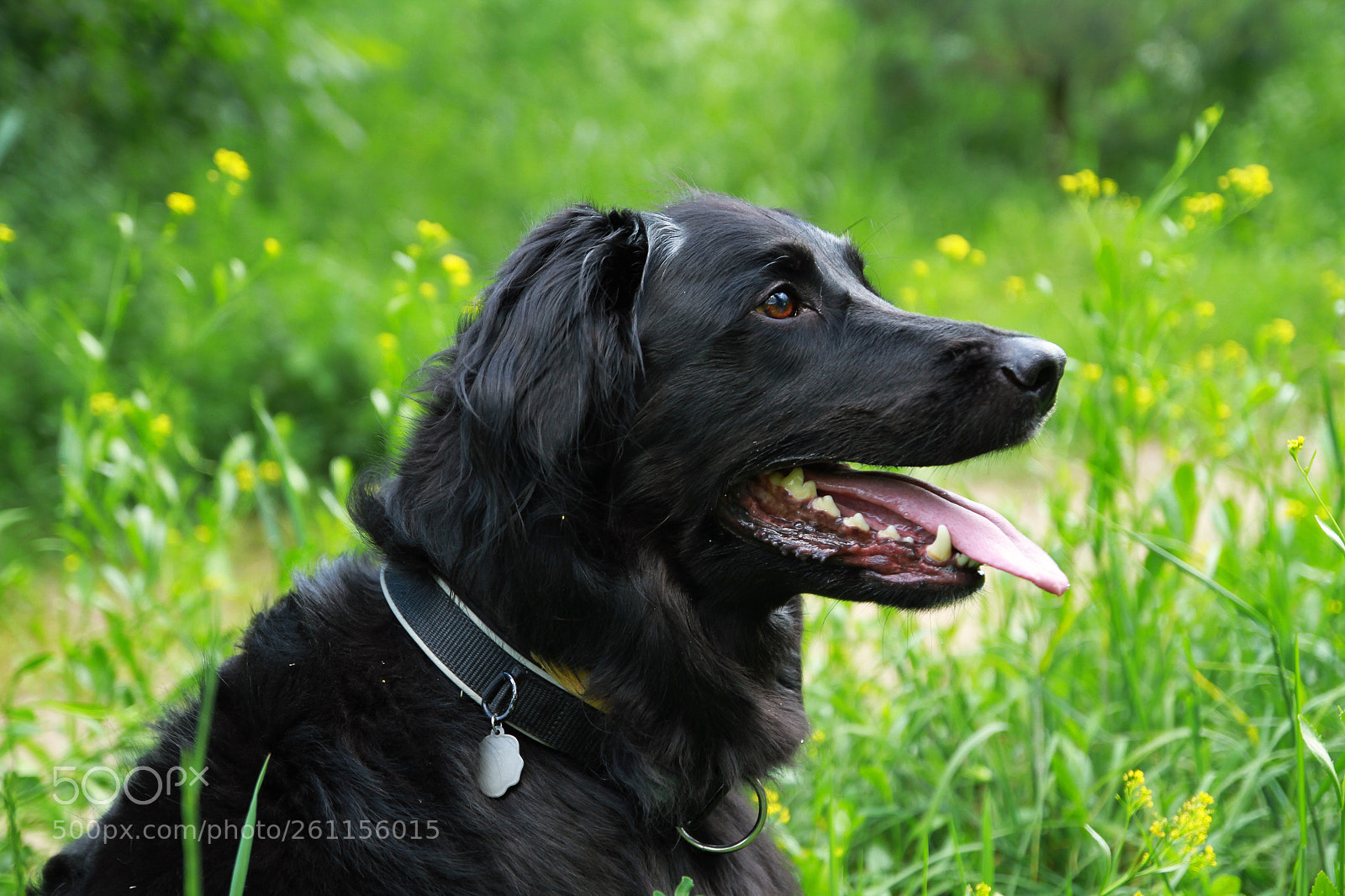 Canon EOS 7D sample photo. Hector photography