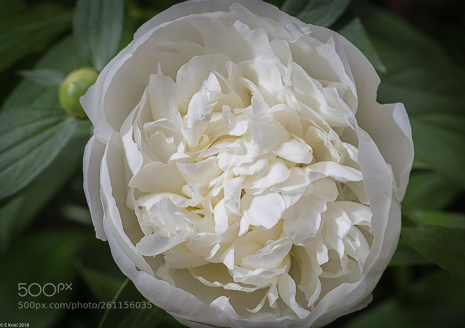 Nikon D810 sample photo. Peonies blooming photography