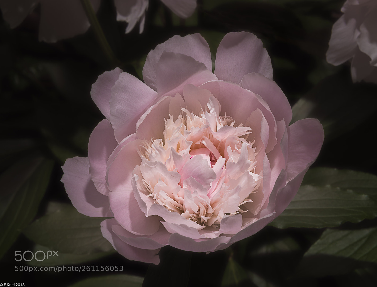 Nikon D810 sample photo. Peonies blooming photography
