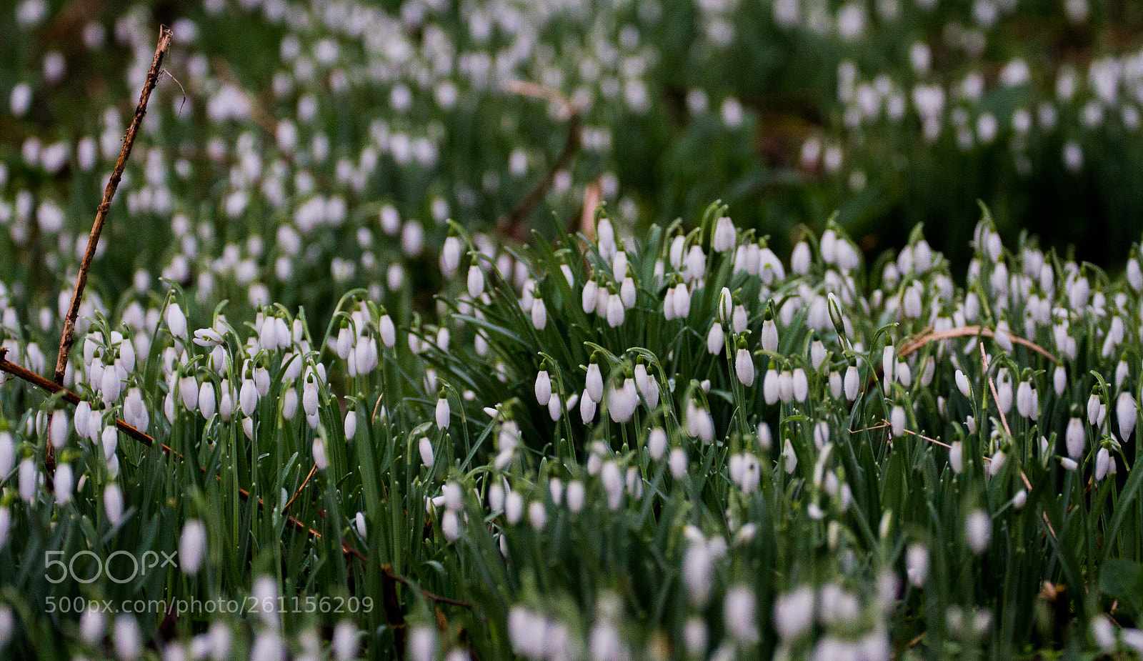 Canon EOS 7D sample photo. Beautiful snowdrops photography