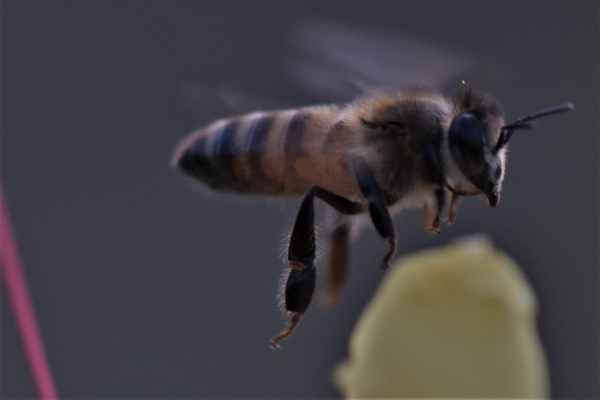 Nikon AF-S Micro-Nikkor 105mm F2.8G IF-ED VR sample photo. Flight . . . photography