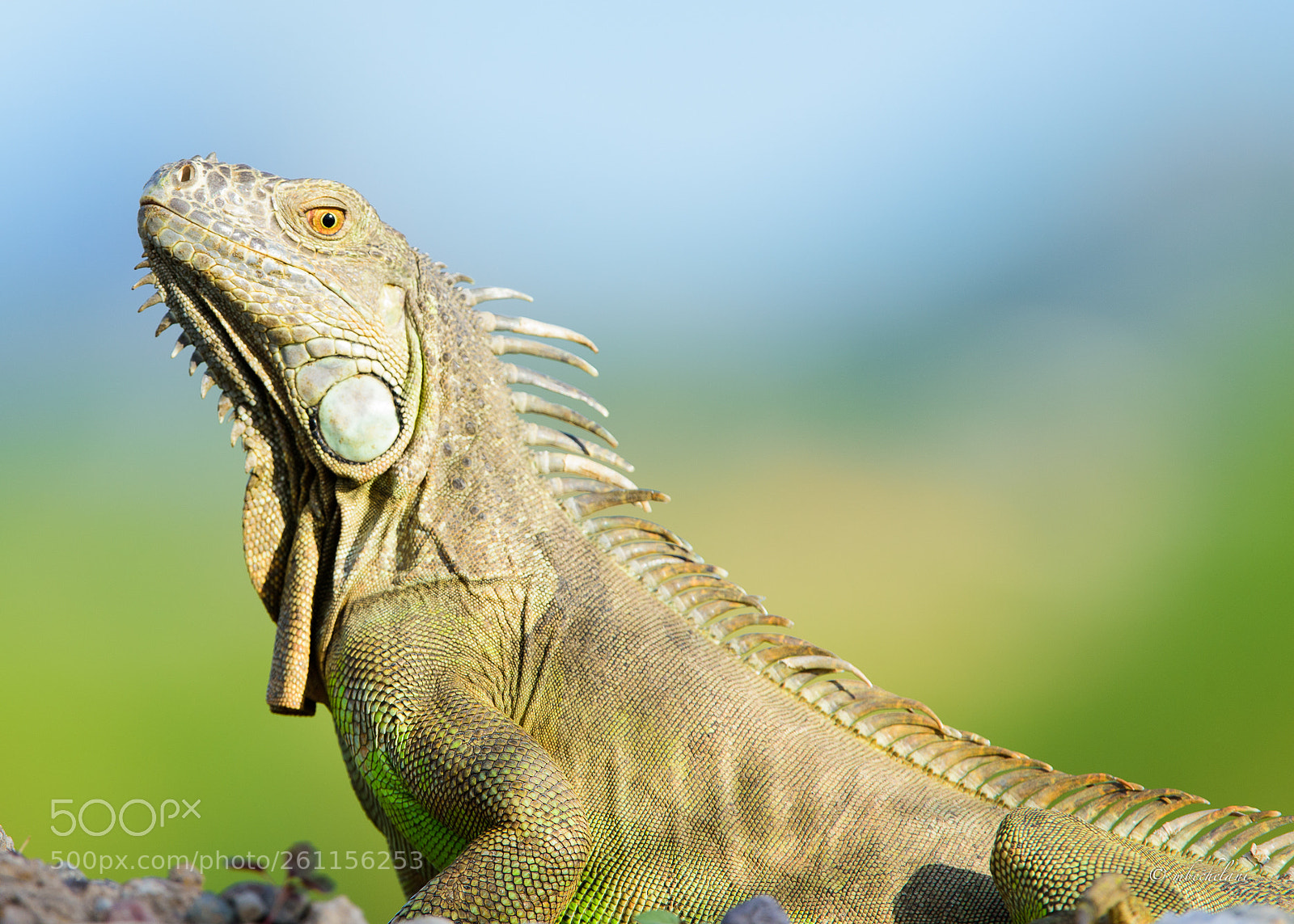 Nikon D810 sample photo. Mbs photography