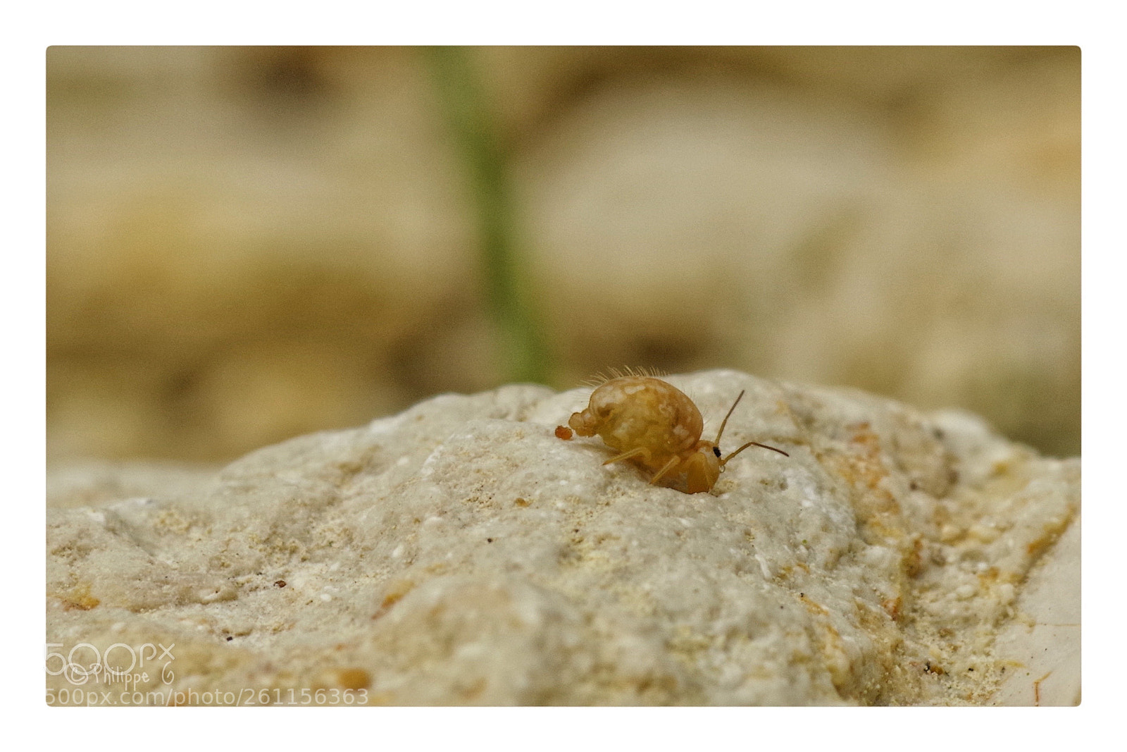 Pentax K-70 sample photo. Collembole faisant ses besoins photography