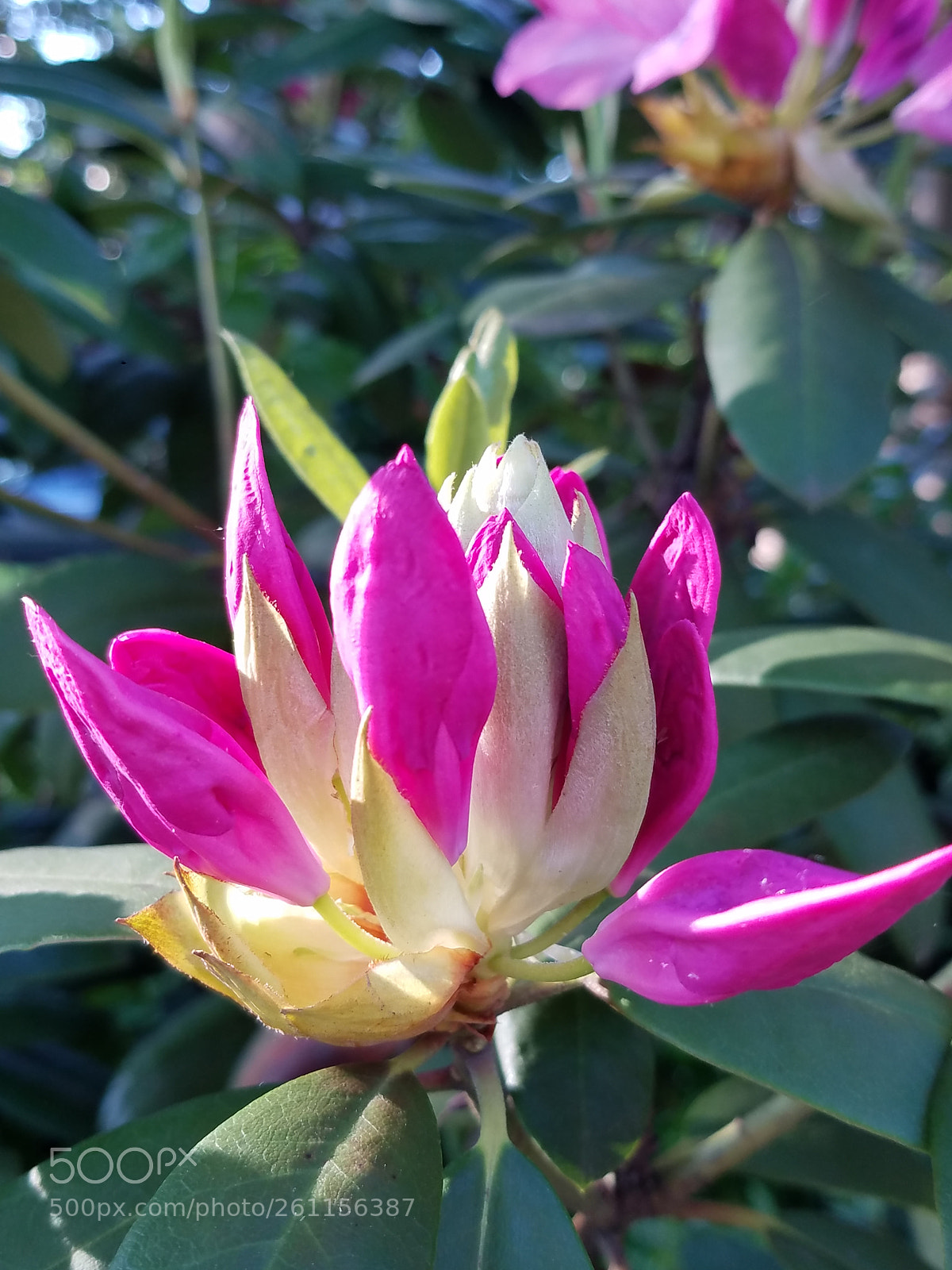 Samsung Galaxy S7 sample photo. Pink & white beauty photography
