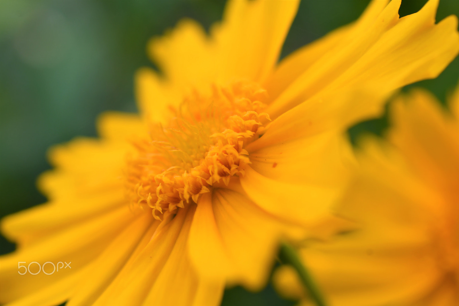 Nikon AF-S DX Micro Nikkor 40mm F2.8 sample photo. The sun in my garden photography