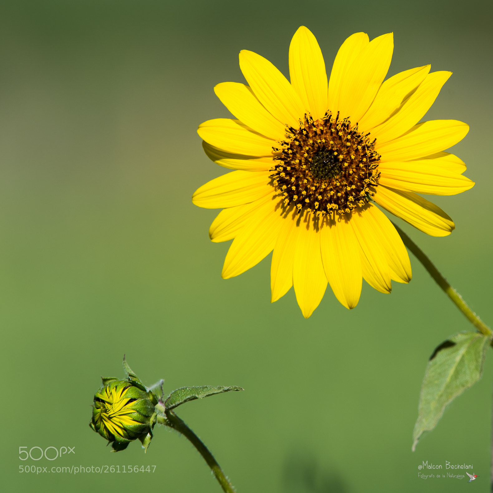 Nikon D810 sample photo. Mbs photography