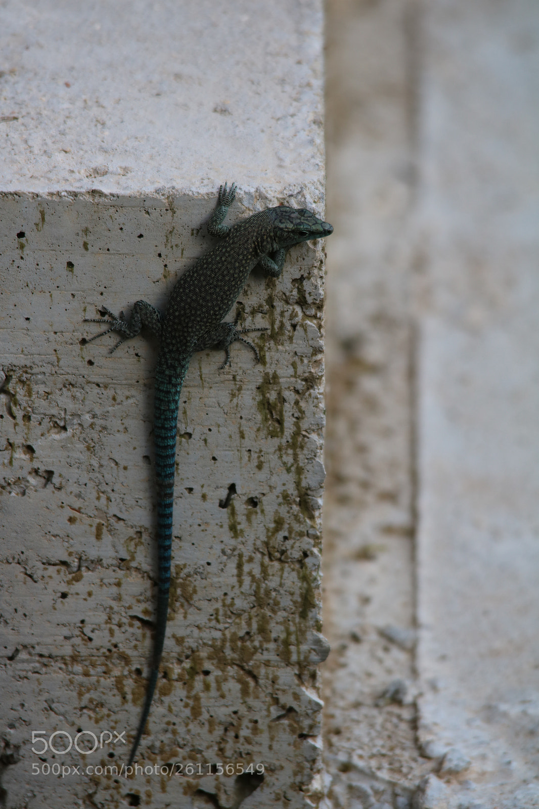 Canon EOS 750D (EOS Rebel T6i / EOS Kiss X8i) sample photo. Observant photography