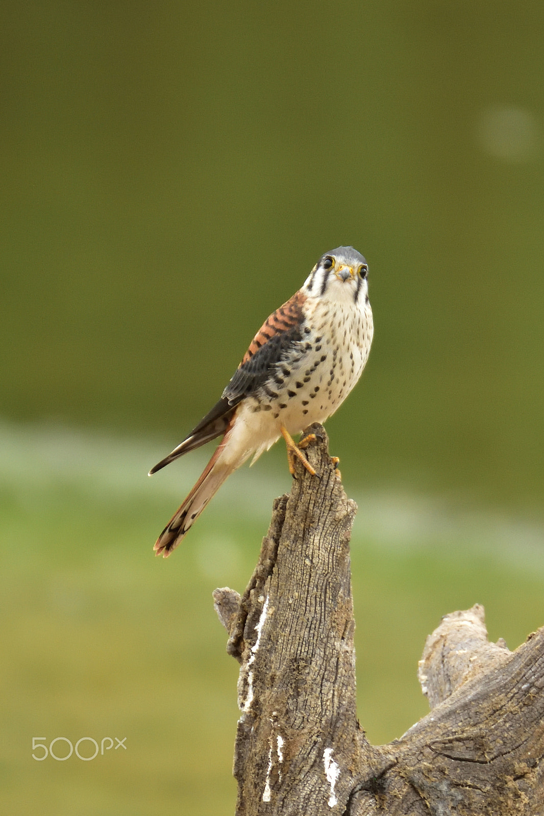 Nikon D7200 sample photo. Falco sparverius photography