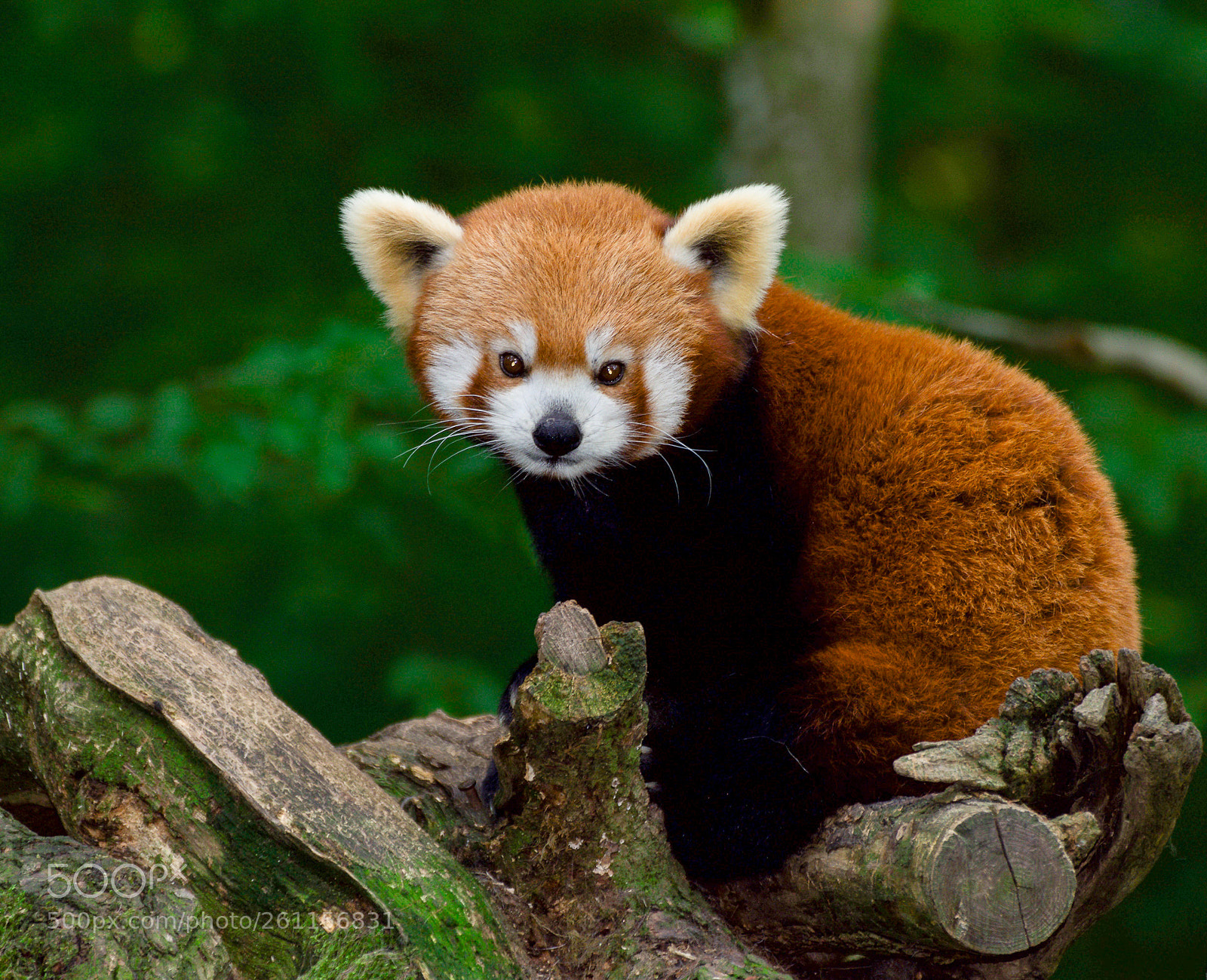 Nikon D7200 sample photo. Red panda photography
