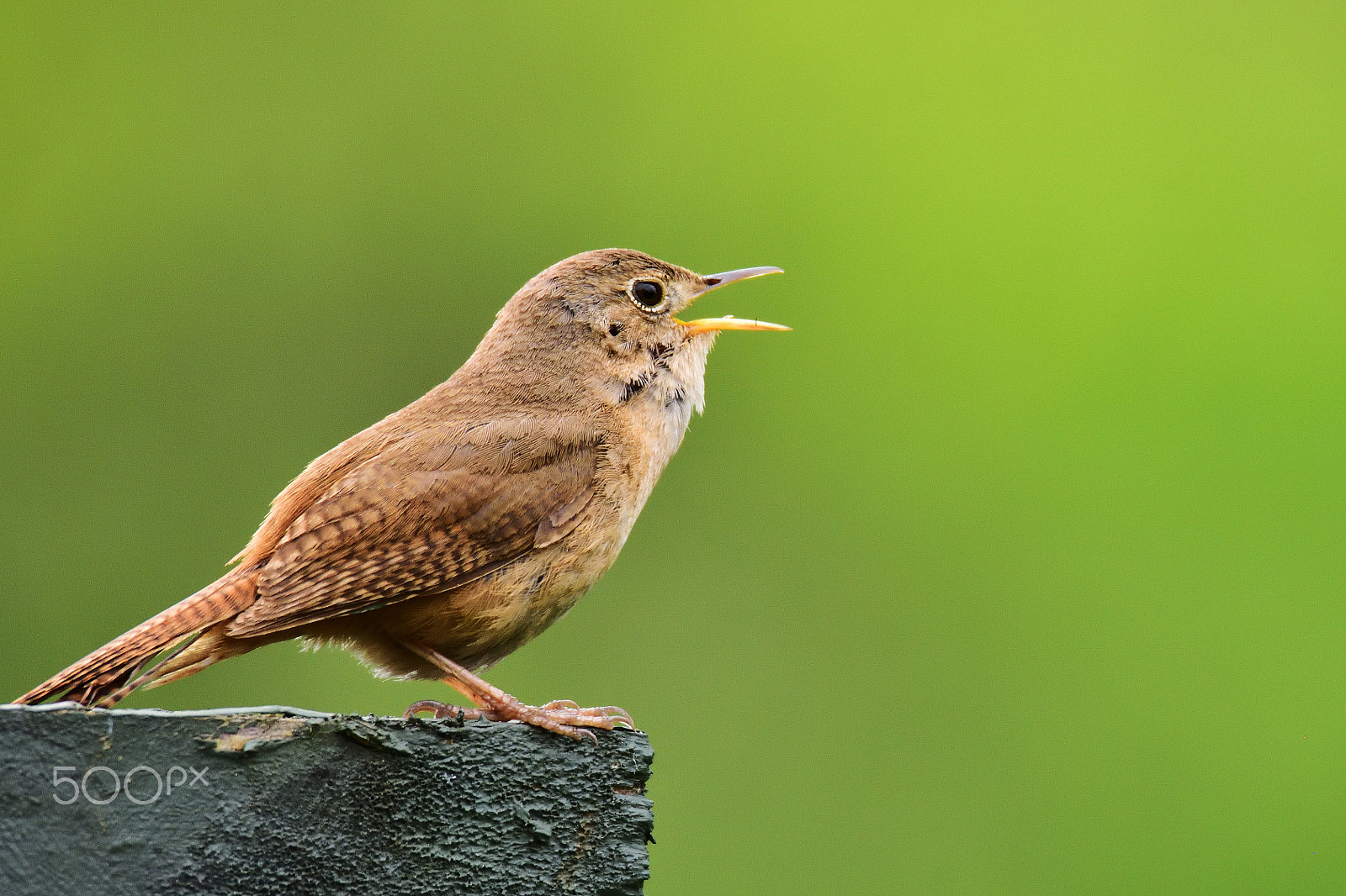 Nikon D7200 sample photo. Troglodytes musculus photography
