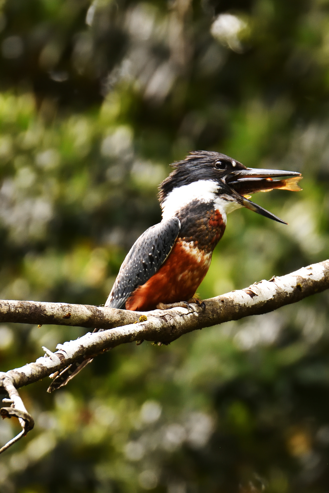 Nikon D7200 sample photo. Ceryle torquata photography