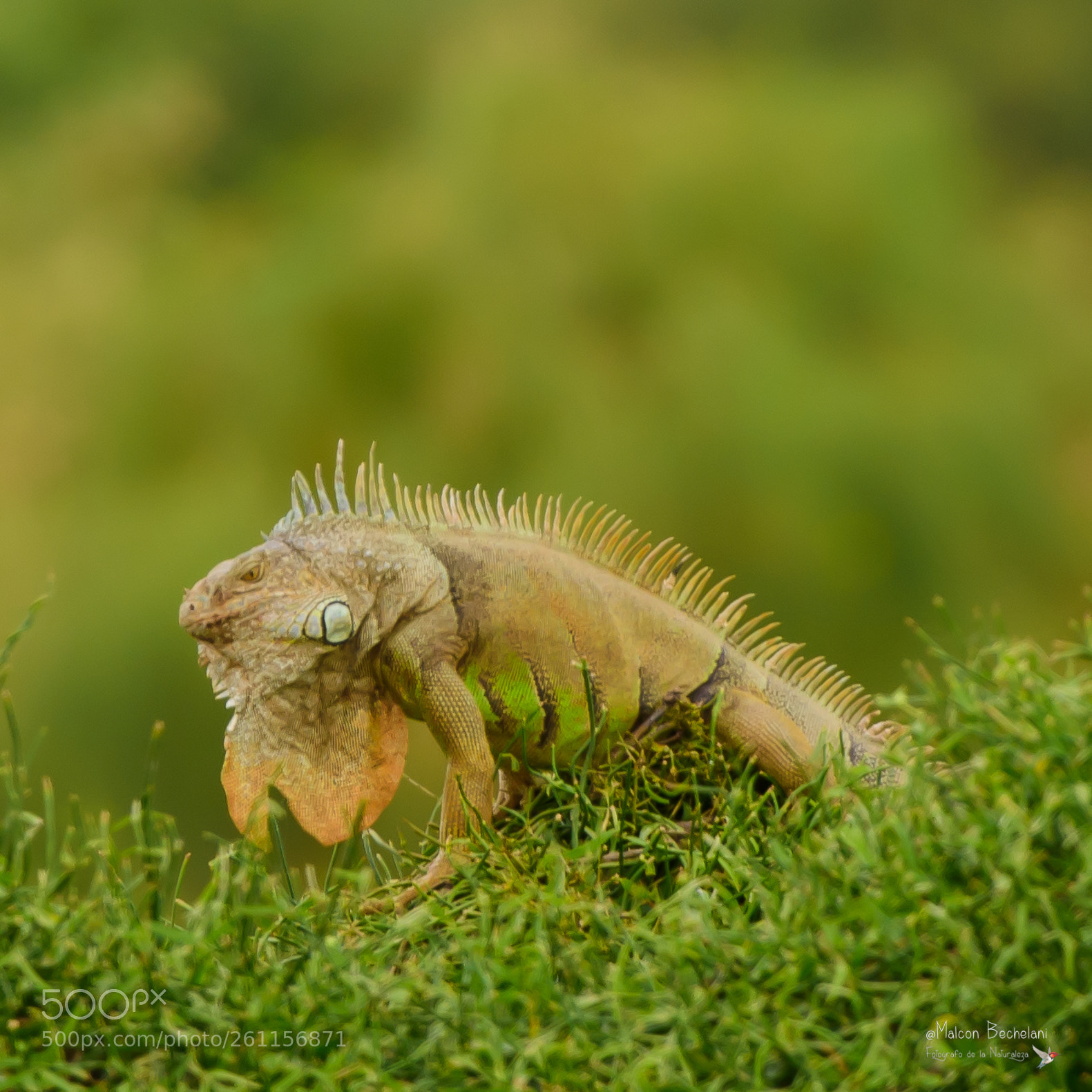 Nikon D810 sample photo. Mbs photography